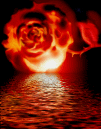 rose 